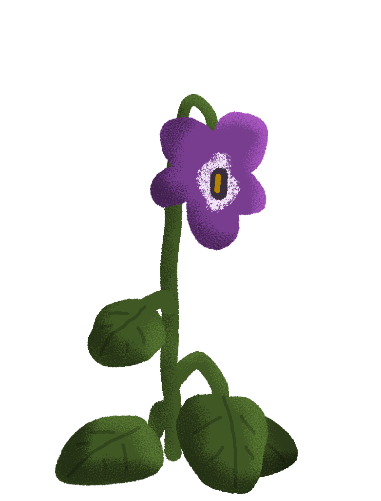La Violette timide
